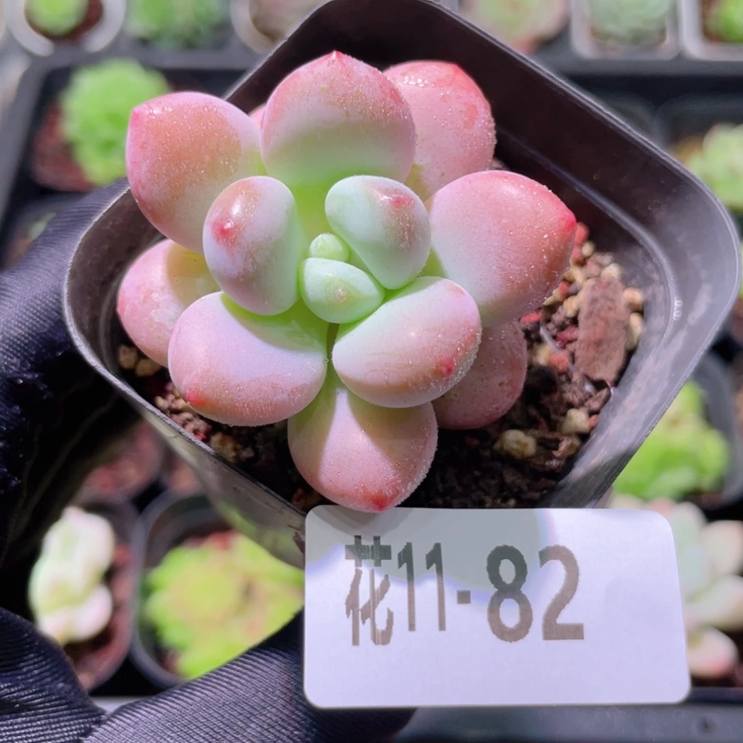 花利美11-82洛神单头