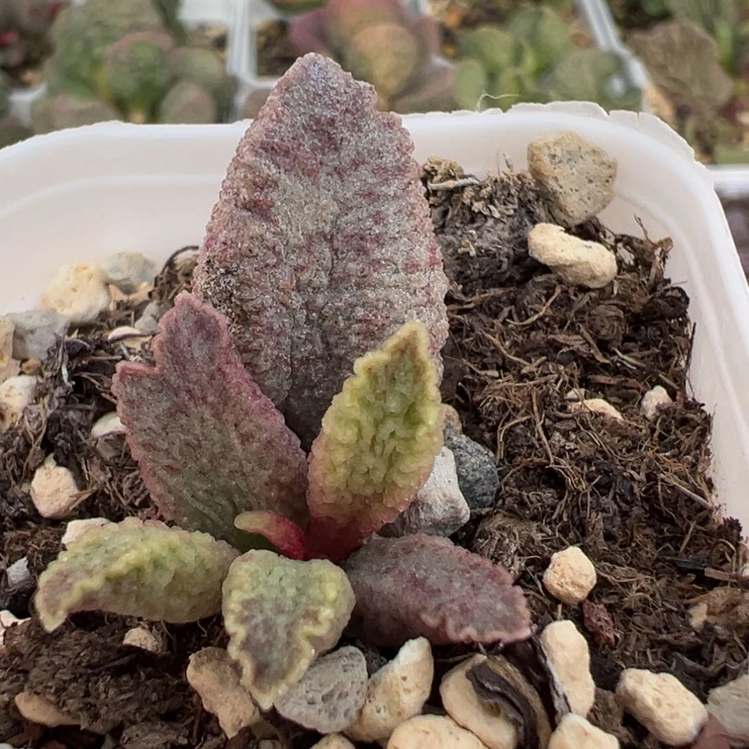 融化纹猪肝大苗多肉植物