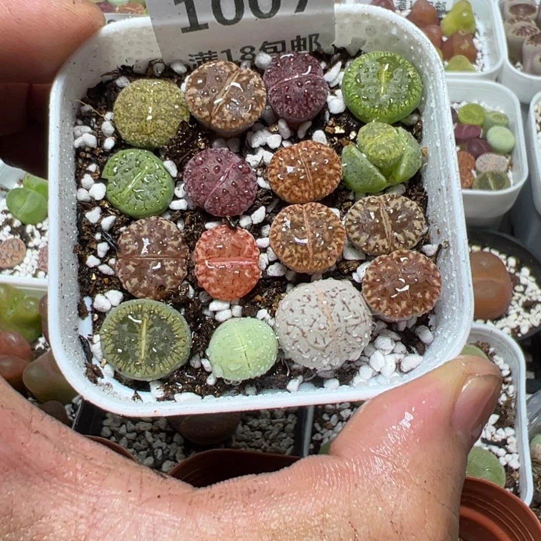 【闪购商品】 1007。