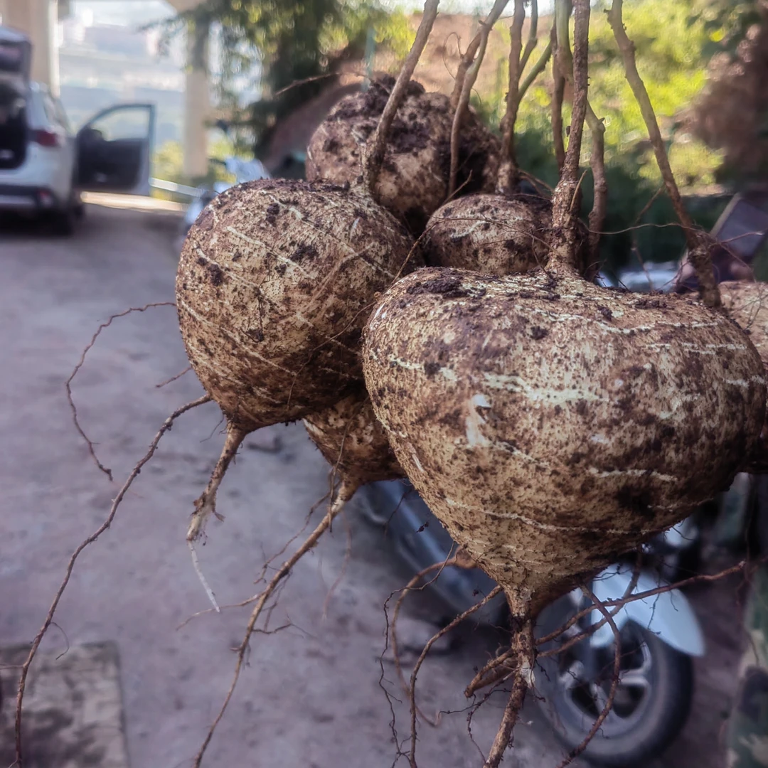 云南高山新鲜凉薯地瓜脆甜多汁蔬菜水果