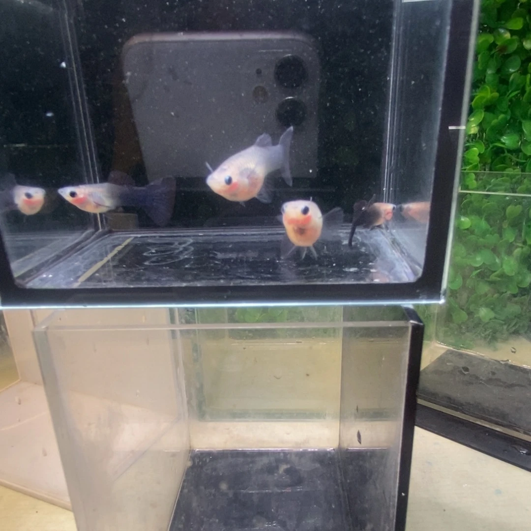 孔雀鱼蓝礼服玻璃猫两对