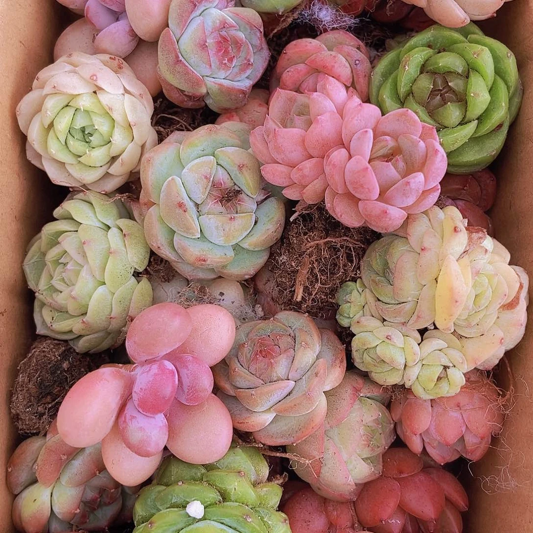 000000000001量拍保底20颗