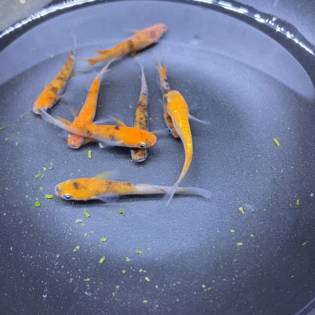 青鳉鱼三色三色3号