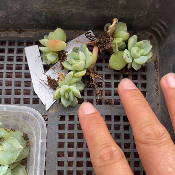 脱土甜心224一个多肉