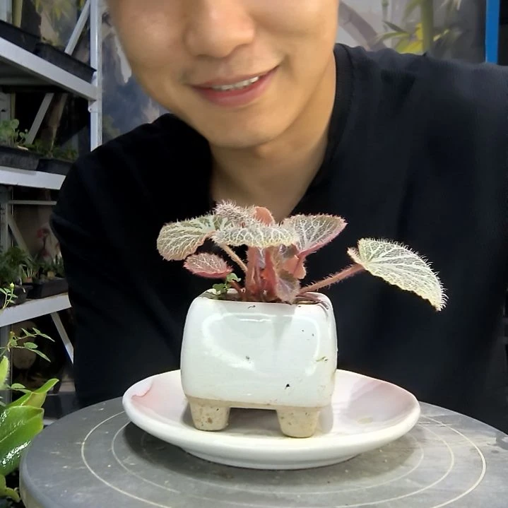 A****️中青园艺一物一拍28