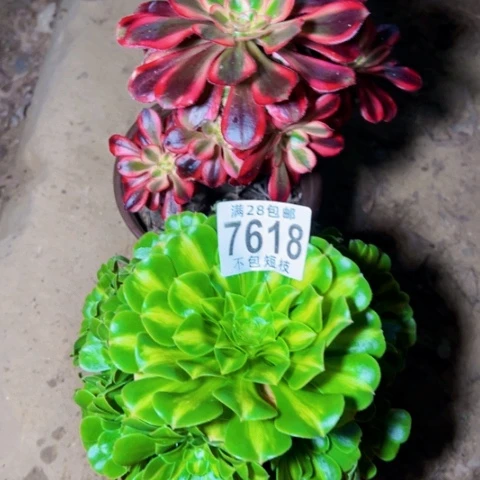 组合多肉植物法师7618