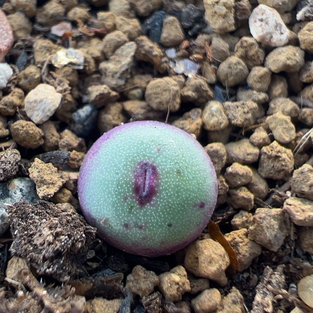 51多肉植物百科小红嘴