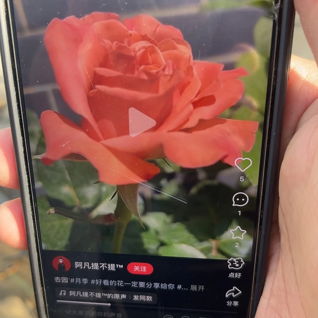 无花朵———-杏园 福利款