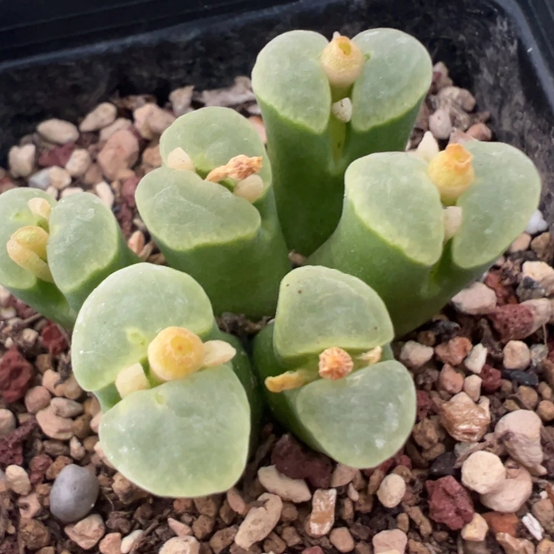 白色蝴蝶窗 肉锥植物