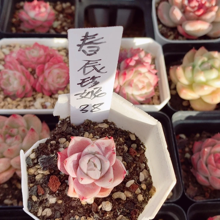 傲***子不知名3cm多肉植物