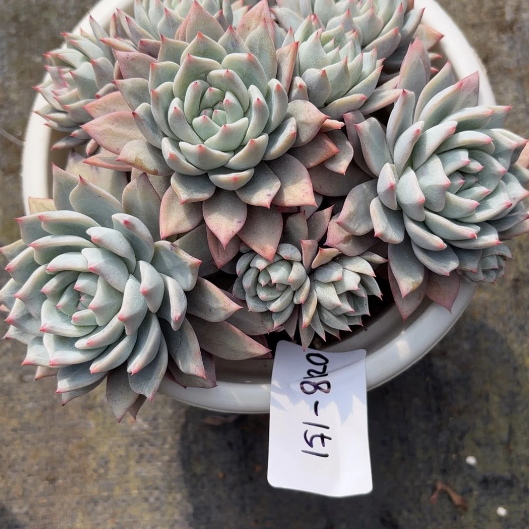 米*丫同温层多肉151粉蓝鸟