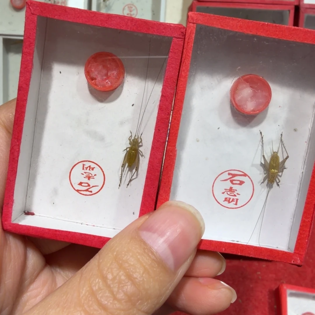 時***语蟋蟀须湾一条 二条包邮