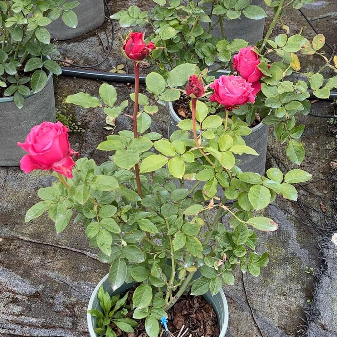 无花朵电影明星，1.8加仑土球发货