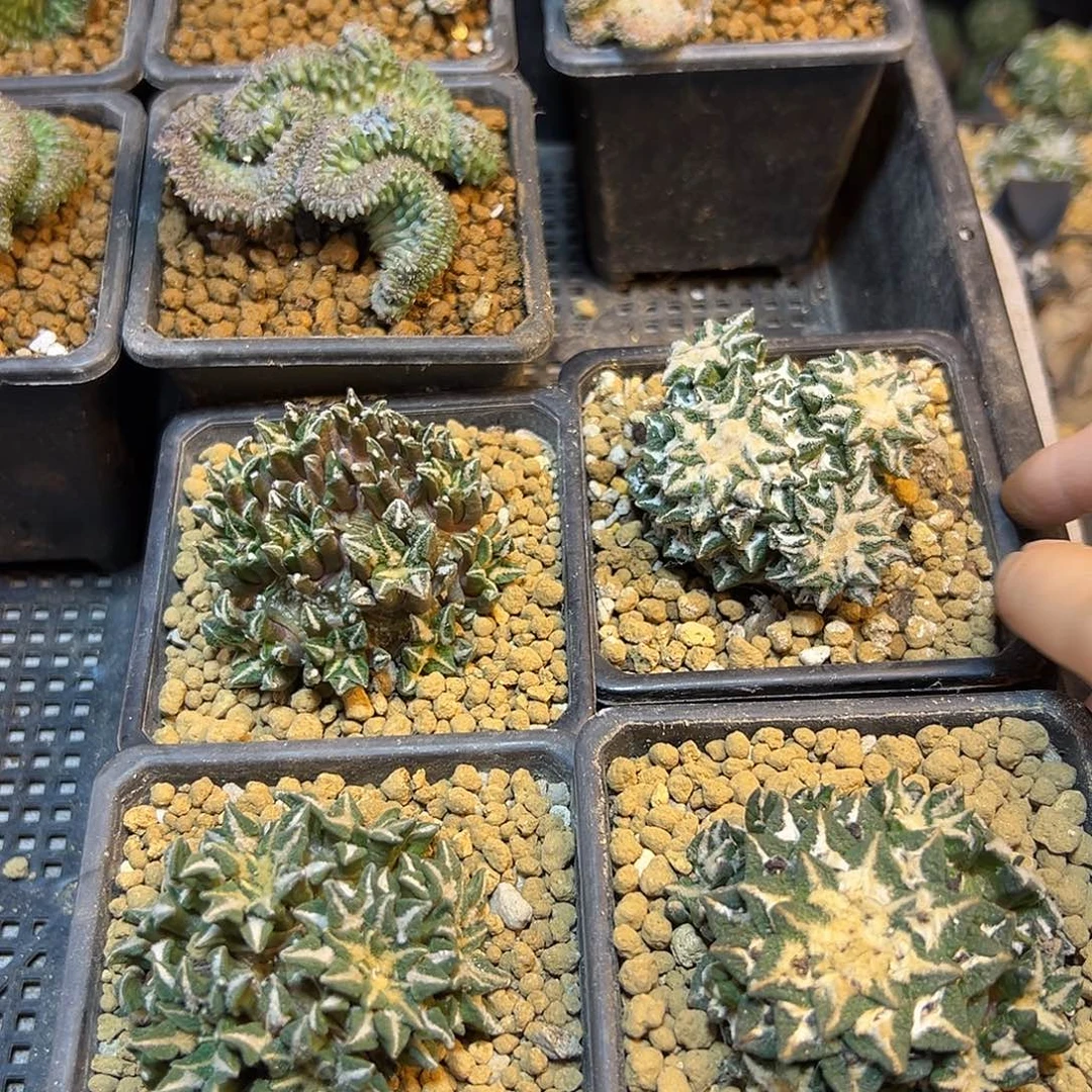 自根黑牡丹群1颗6公分