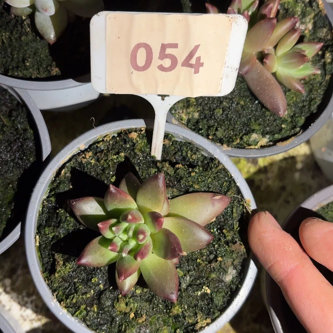 莉莉丝55555555555555