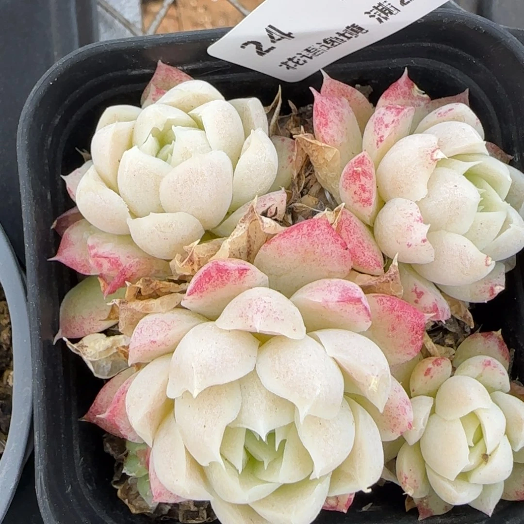 花语逸境0218-24散