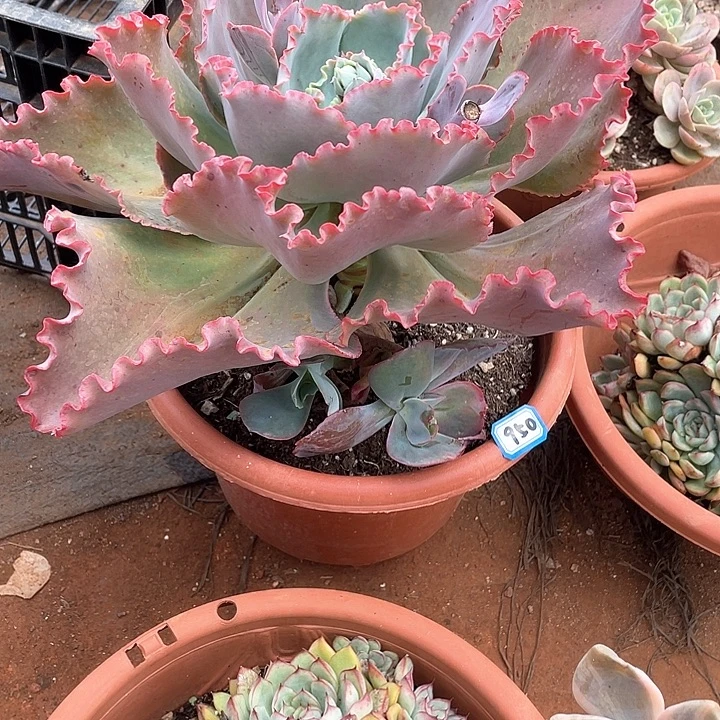 950蓝色妖姬 一物一拍多肉