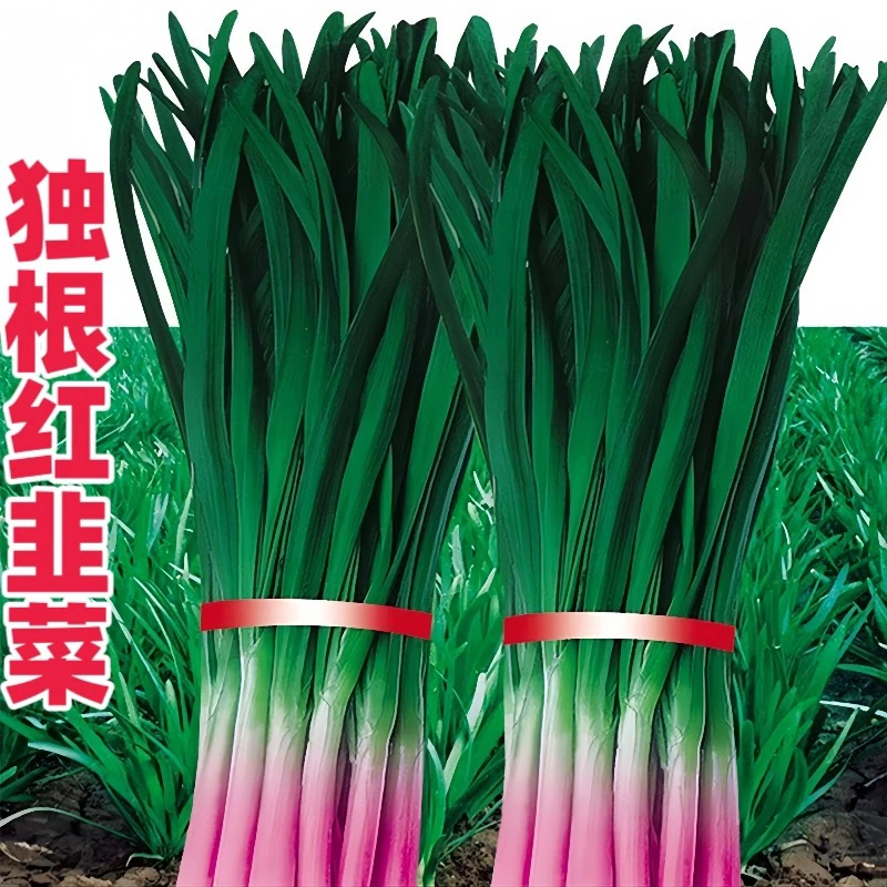 紫根红根宽叶韭菜种子根红独韭菜籽韭菜种籽大叶四季耐热耐寒高产