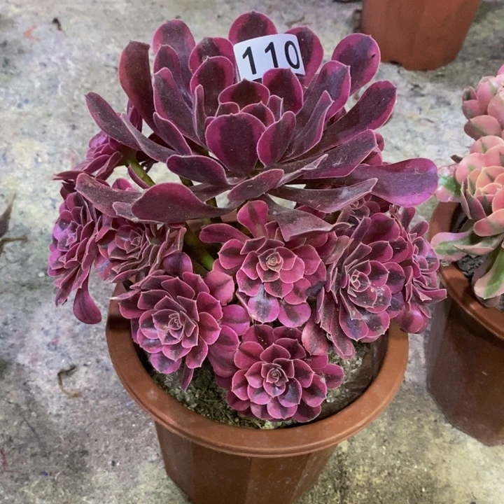 美杜莎多肉植物110
