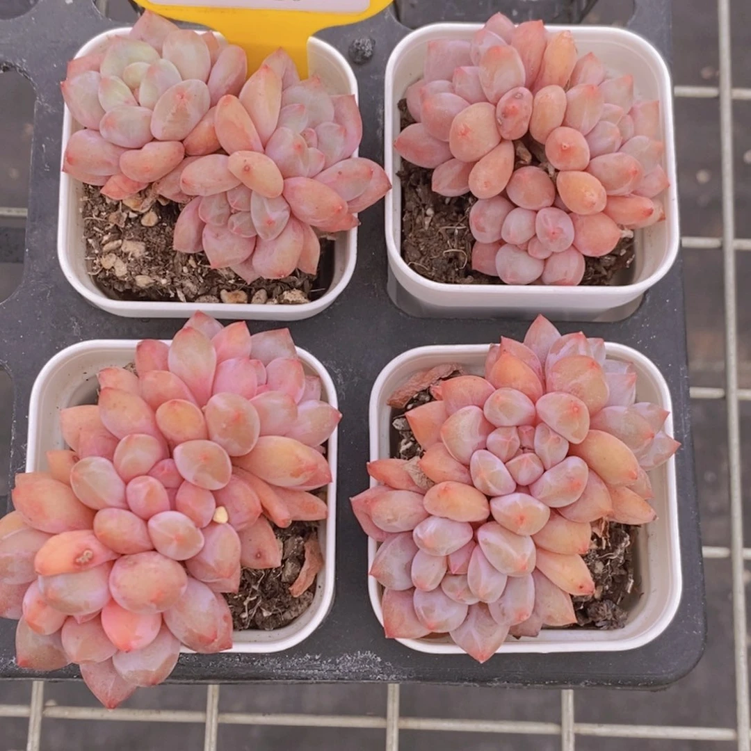 17-16-精品奶油半夏群一个