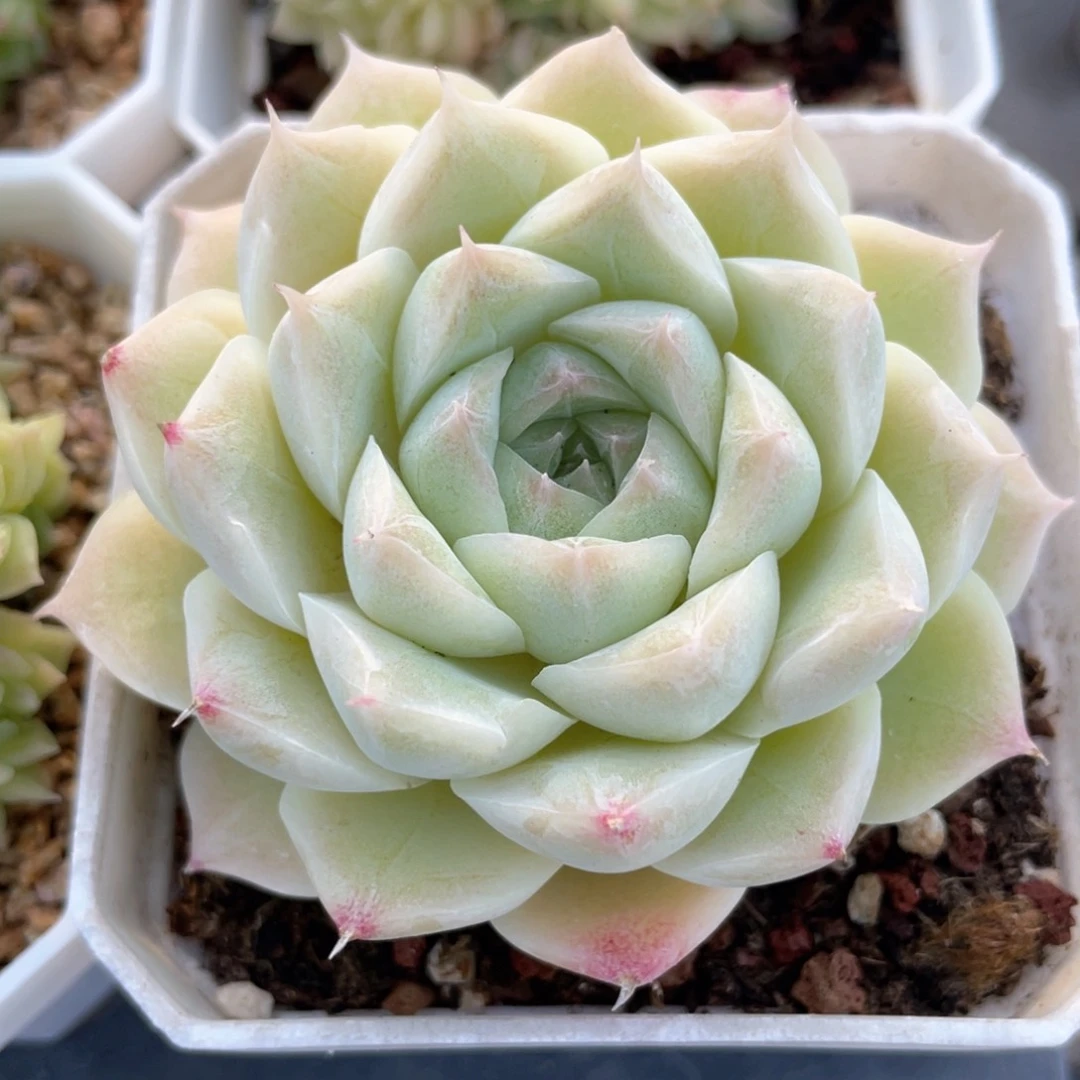 优选白茶福利656