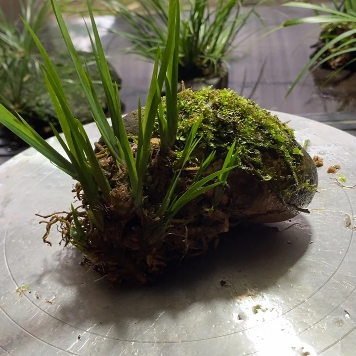 无花朵菖蒲你不接了是你在