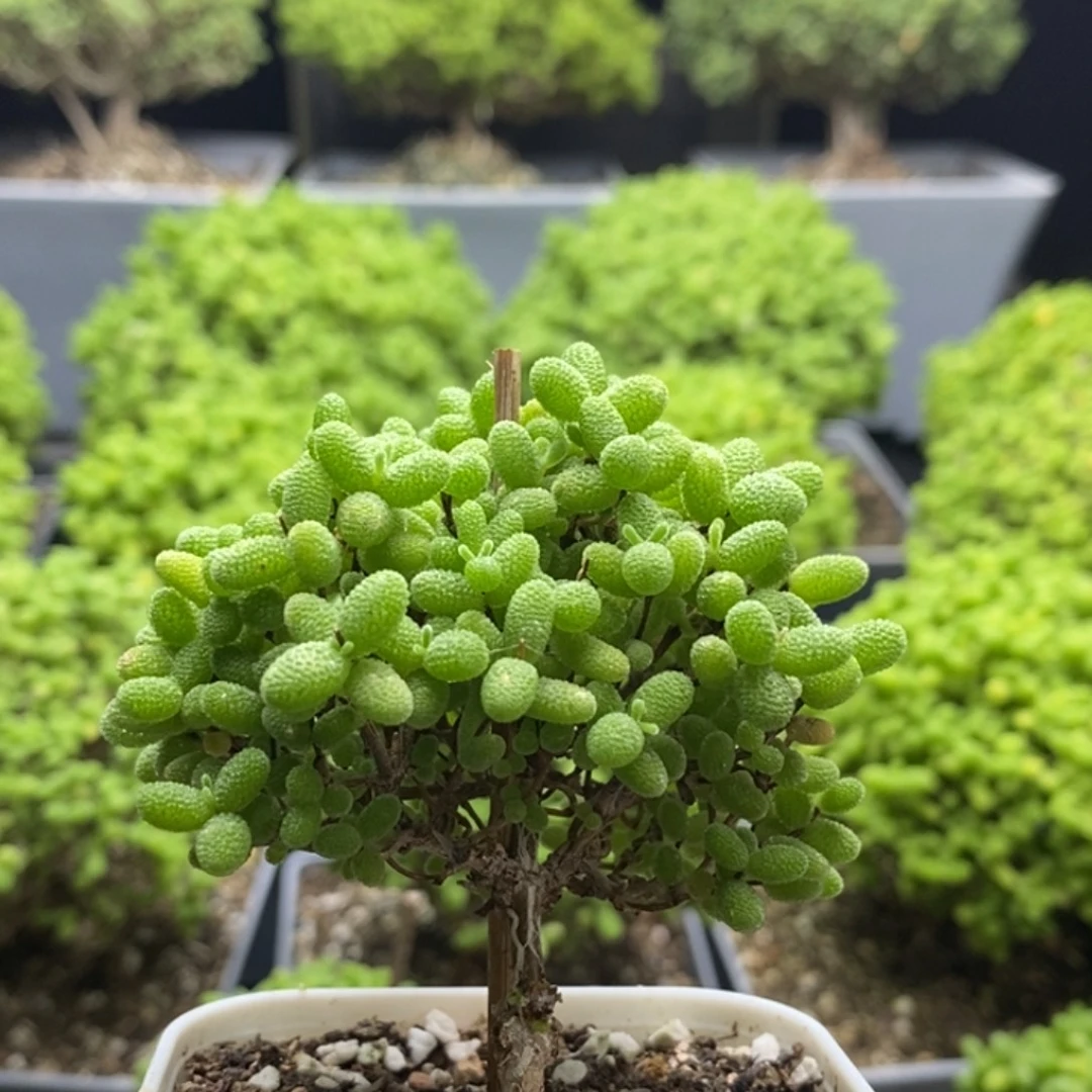 蜜橘糖球7739枝干番杏