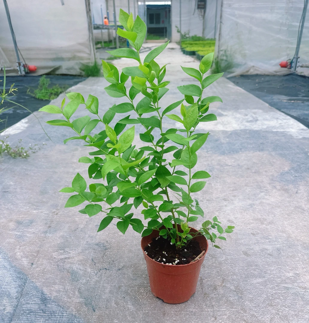 【蓝莓苗盆栽】 家庭阳台易养四季种植原盆原土基地直发