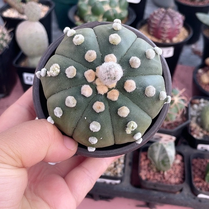 520实生琉璃大油兜