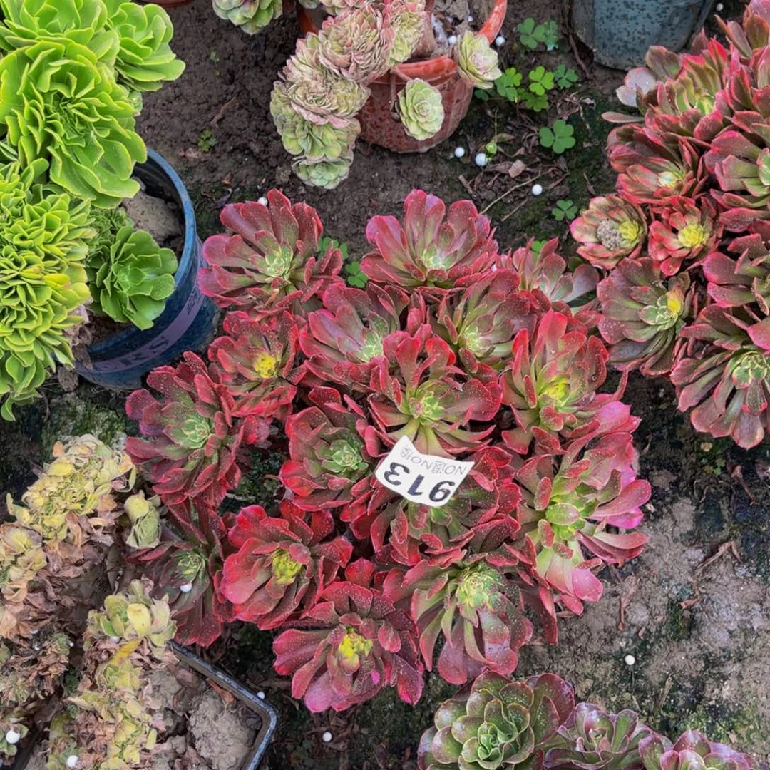 烟花法师朵朵5-1¥