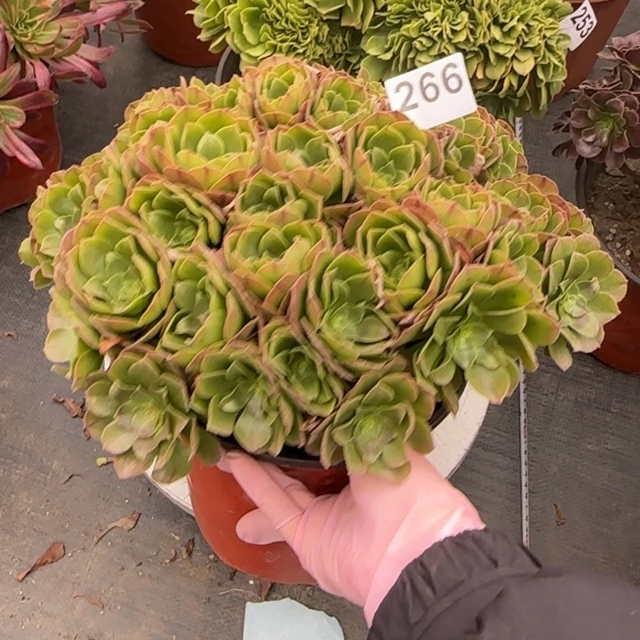 多肉植物万朵朵266