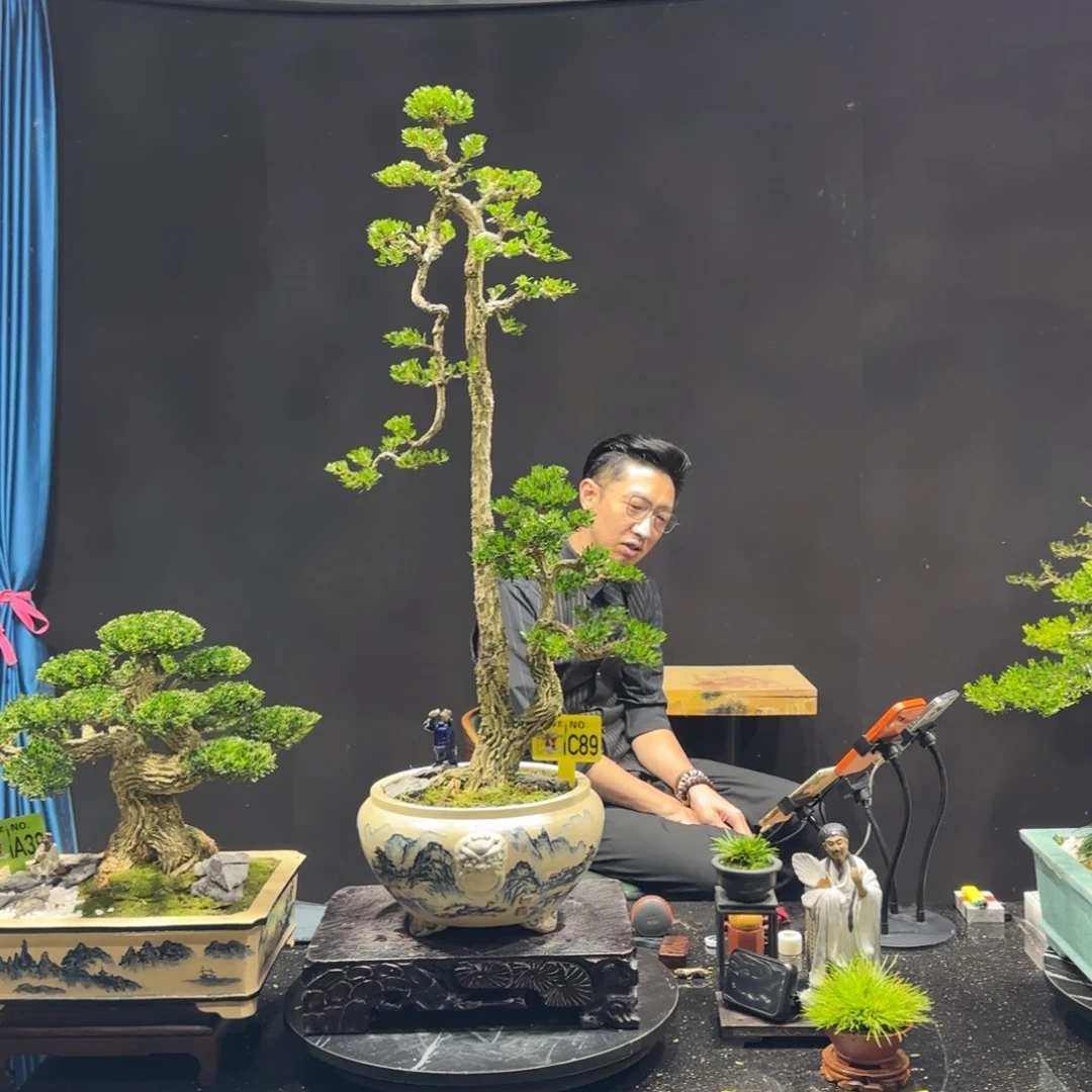 H***w以实际为准换，黄杨室内室外盆景艺术