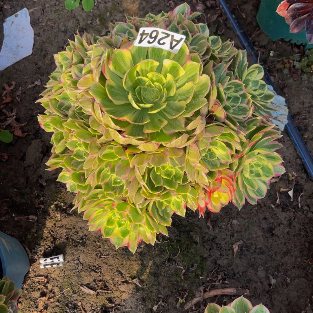 水蜜桃法师26-//-32包邮