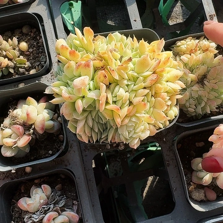 用****3多肉植物满20包邮