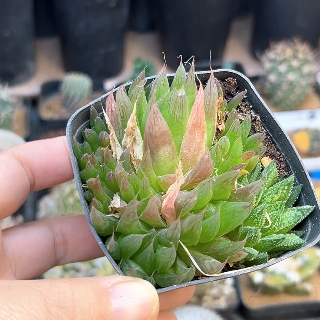 钻石++原始硬叶十二卷