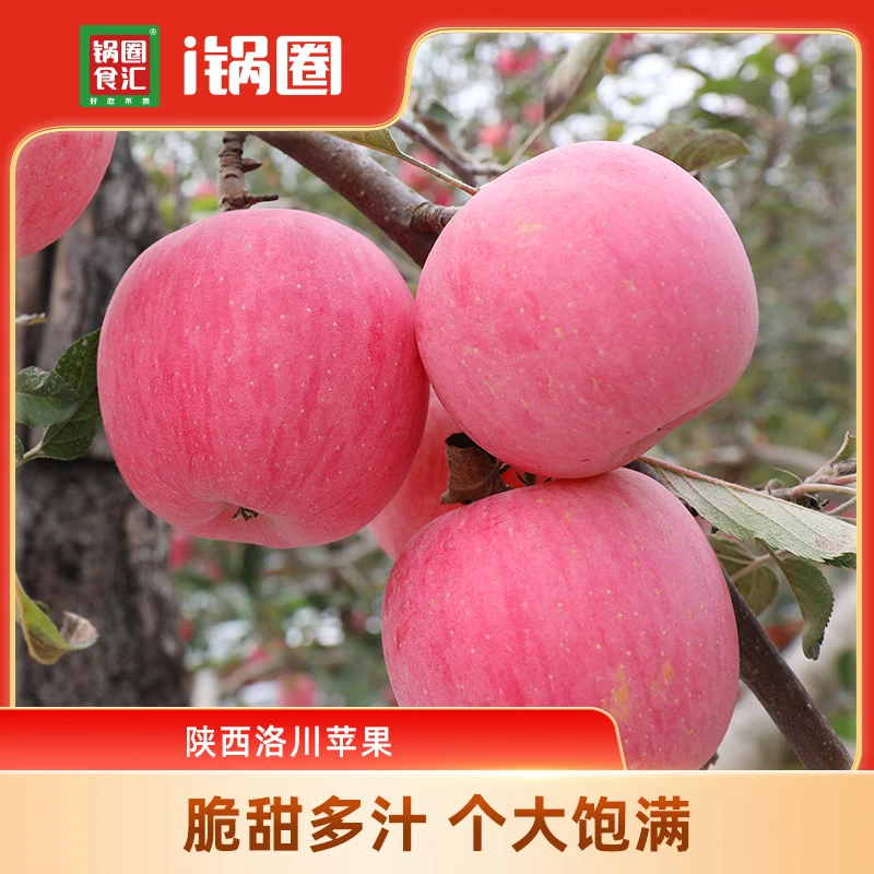 锅圈洛川苹果红富士苹果脆甜多汁产地直发坏损包赔 2.5kg/箱