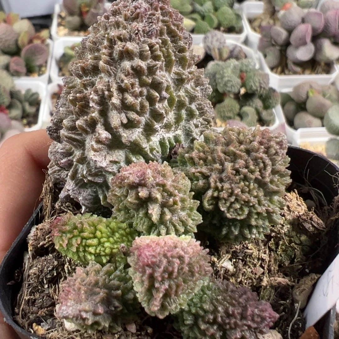 w巨尤朱紫玉多肉植物水泡