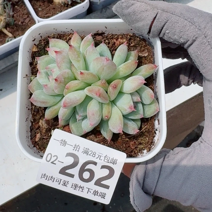 白拉糖无盆土发货多