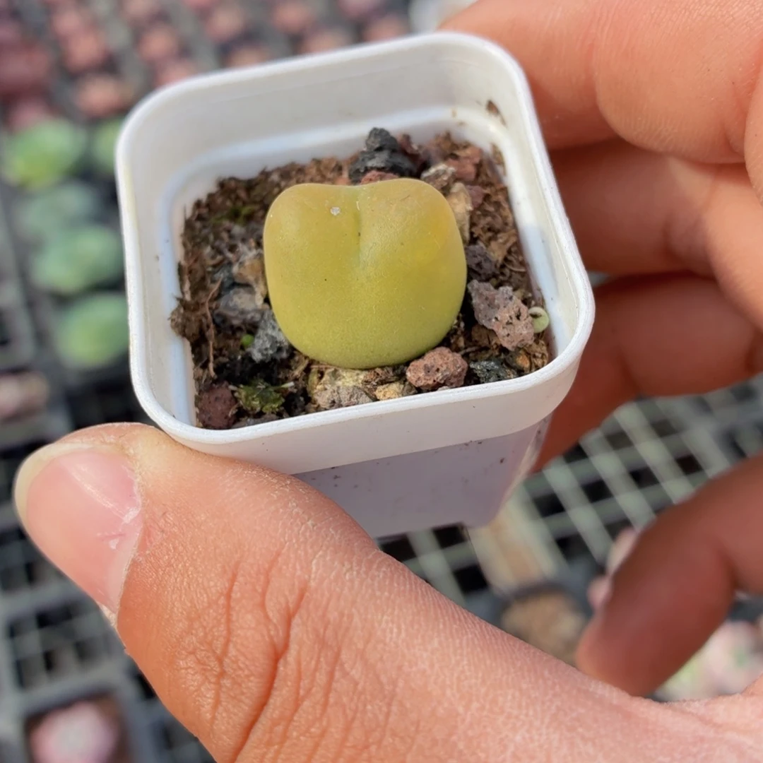 毛汗尼多肉9.9包邮发货