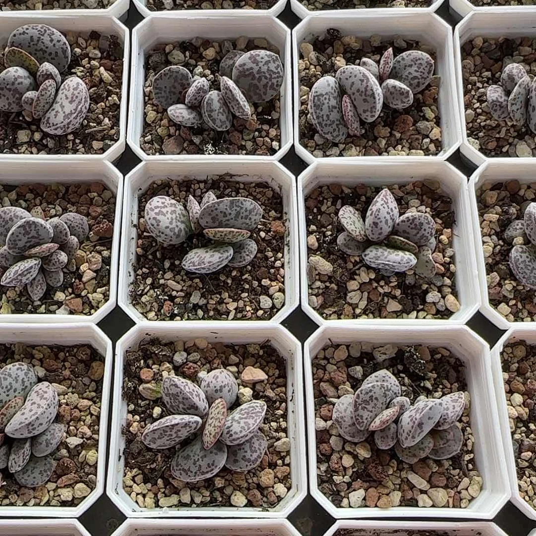 巨型花旦量拍多肉