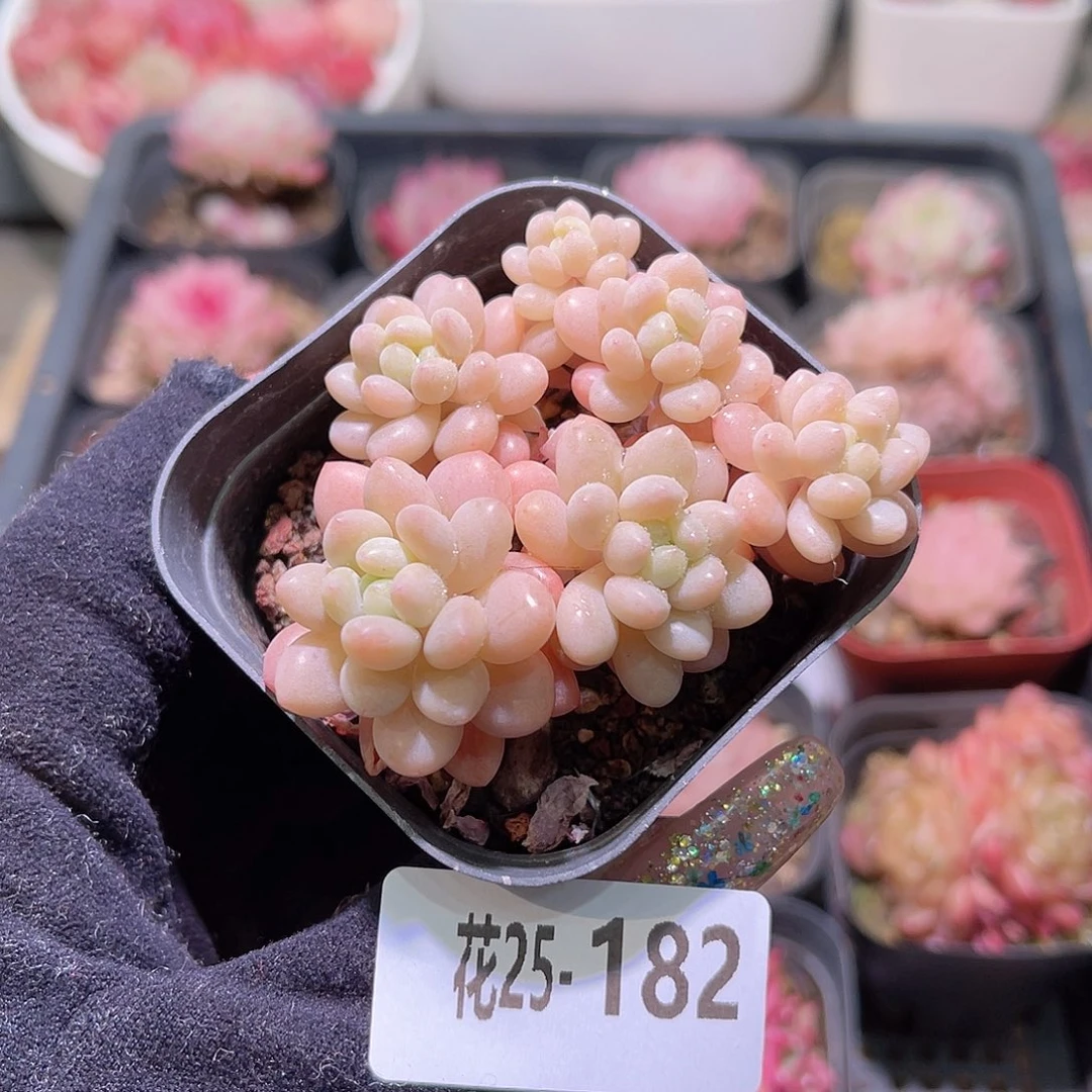 花利美25-182洛可可