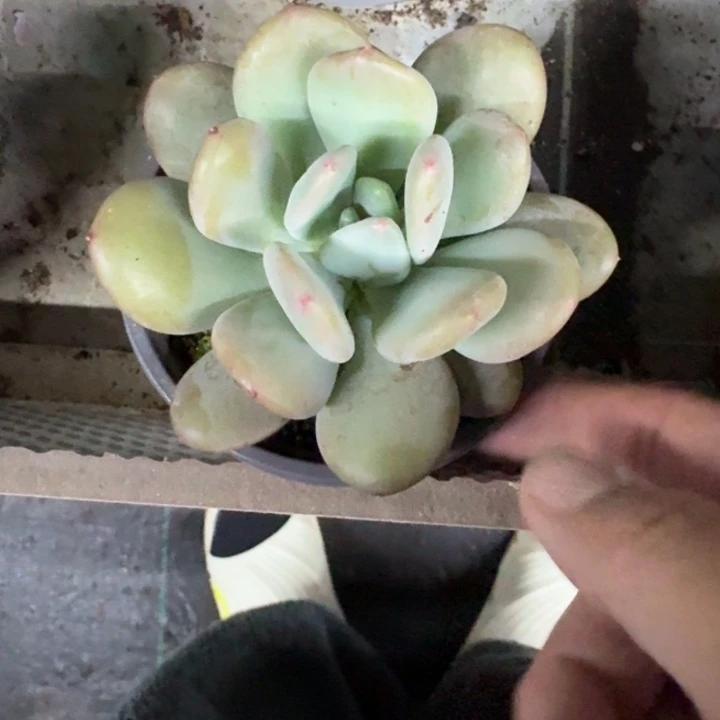 X系列美人新品 一物一拍