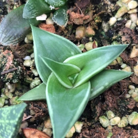 丸叶芦荟多肉植物