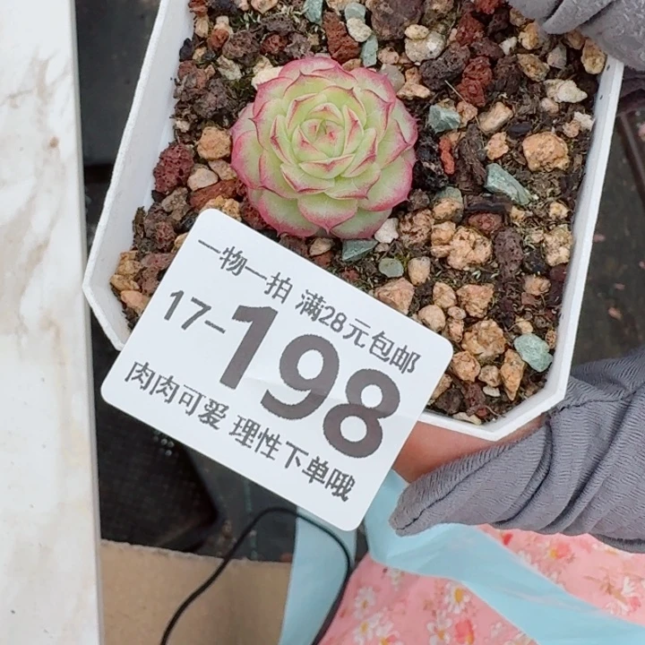 女王无盆土发货多肉多肉