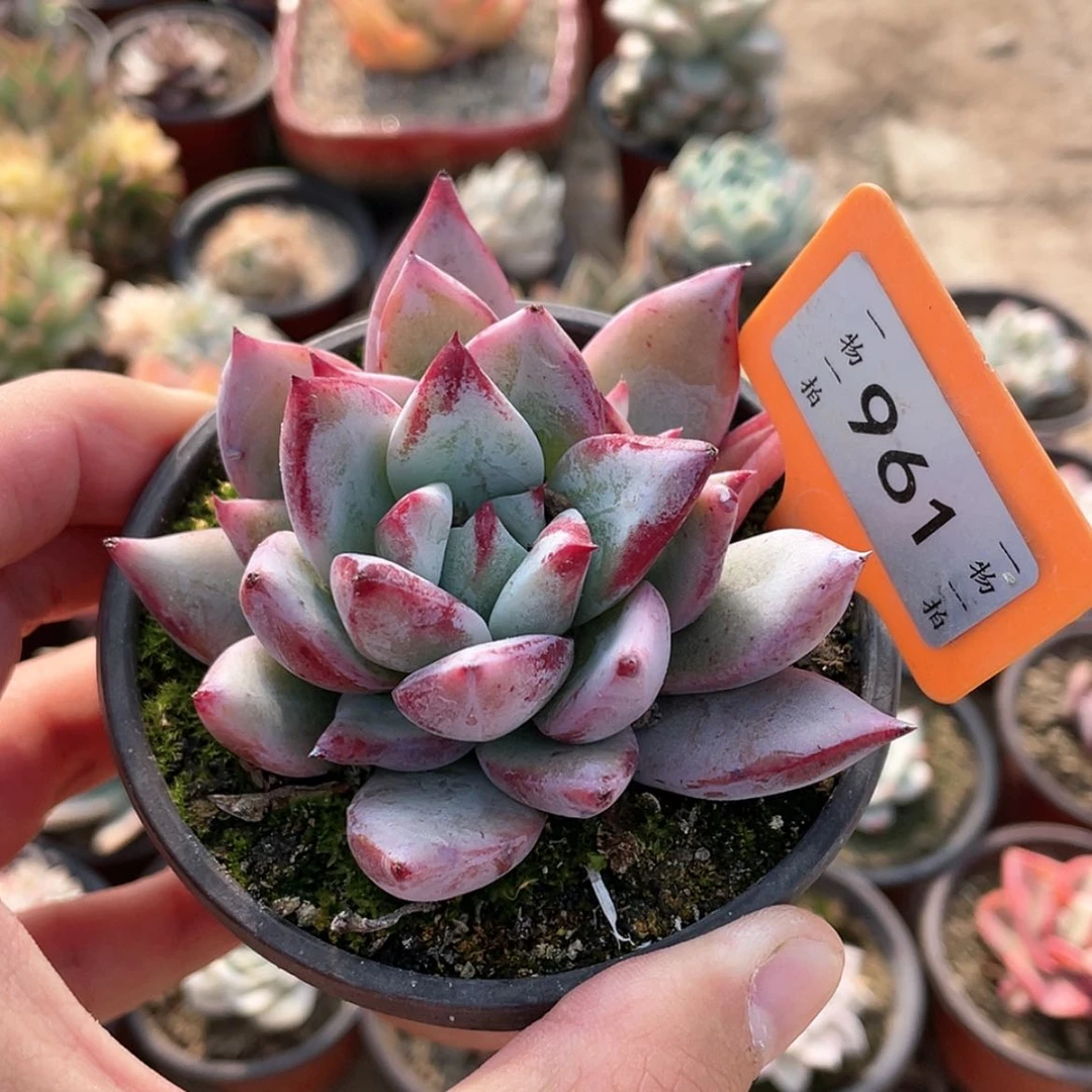 【闪购商品】961号