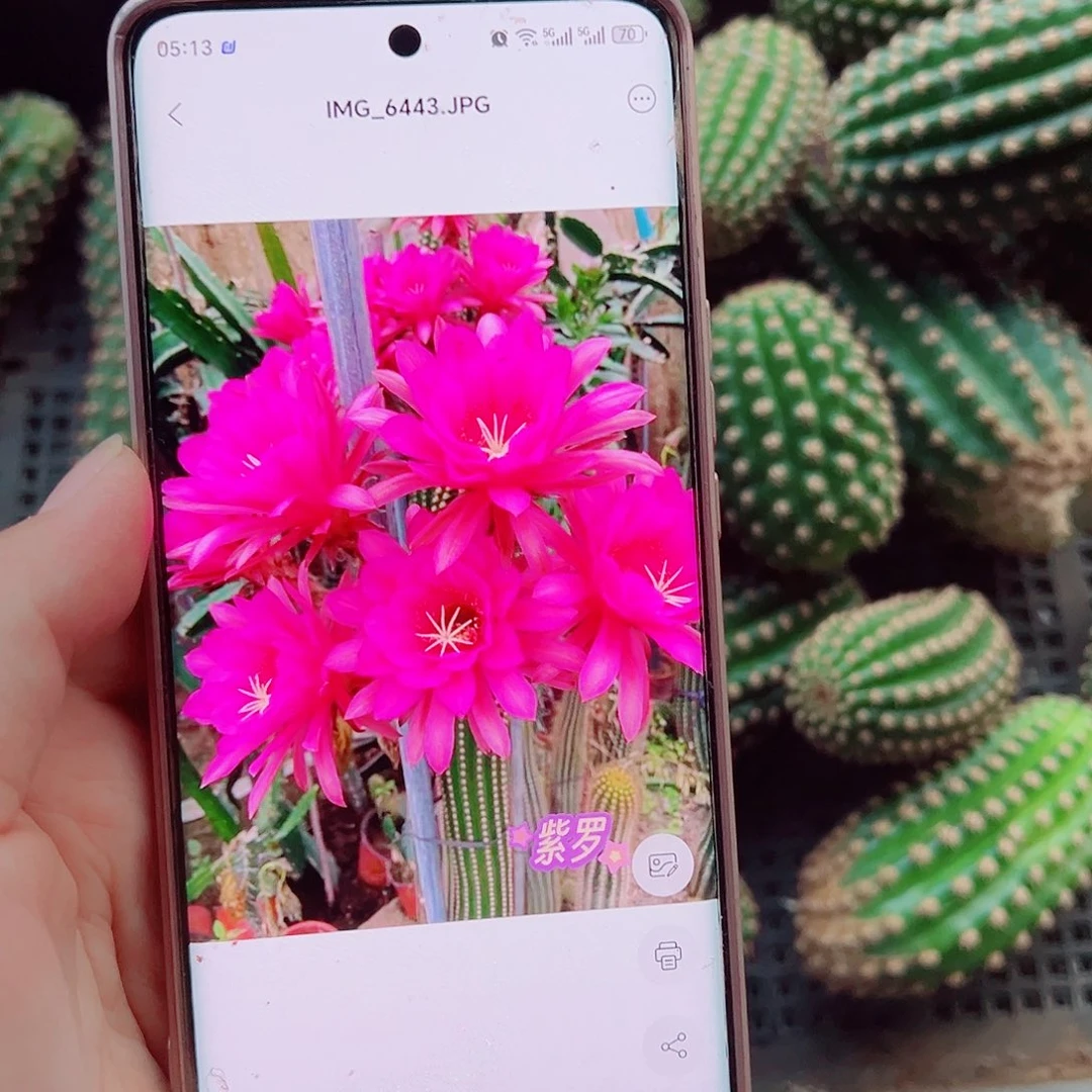金妞紫罗侧芽000000
