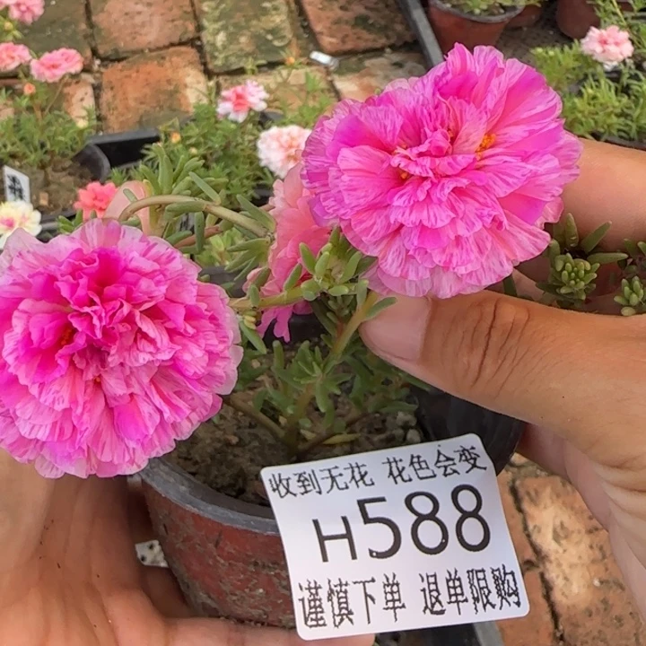 无花朵H588超小苗盆口10cm