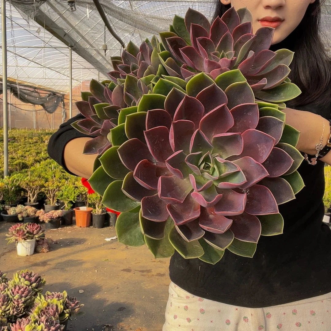 紫气东来7128精品多肉