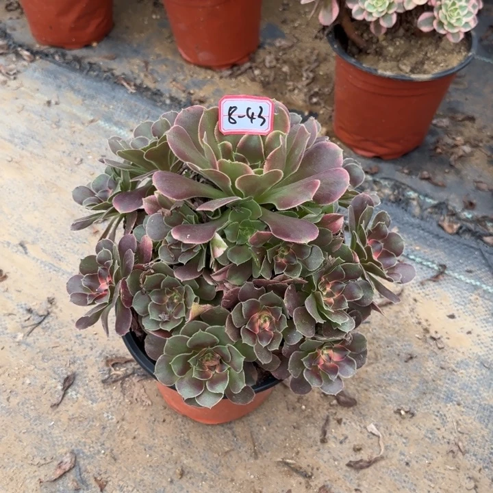 8-43香妃不包售后