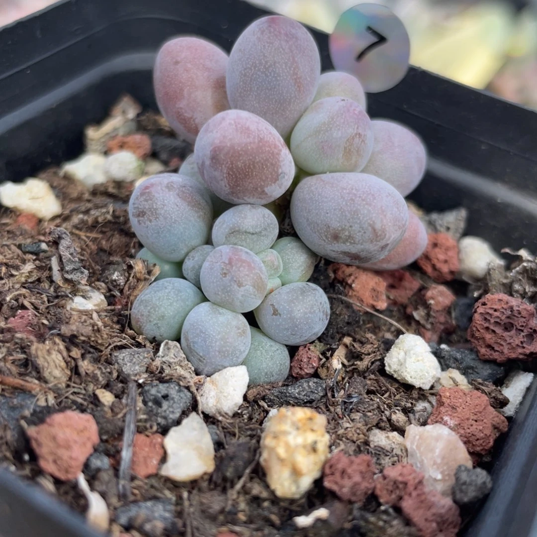 桃花奶酪多肉植物
